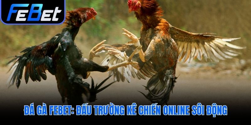 Đá gà febet đảm bảo kết quả khách quan từ trường đấu