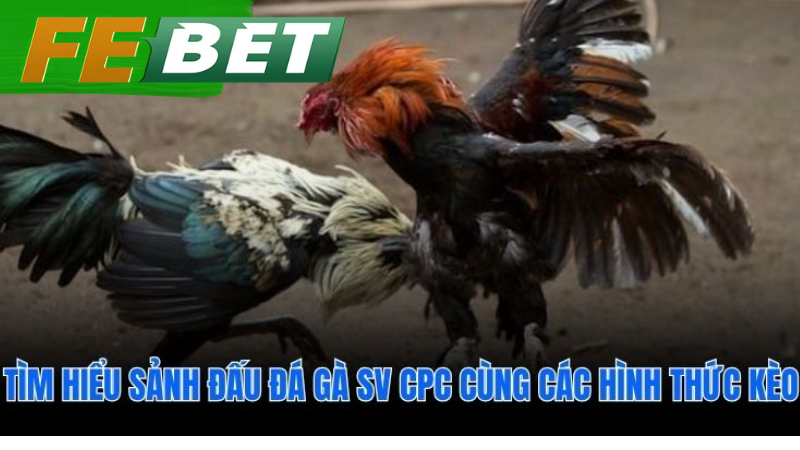 Link truy cập đá gà SV CPC không bị chặn