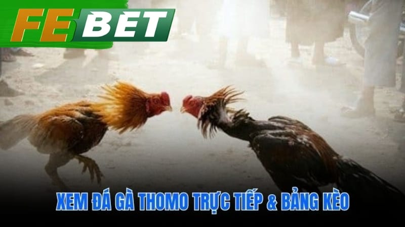 Hiểu các loại kèo cược phổ biến trong đá gà Thomo