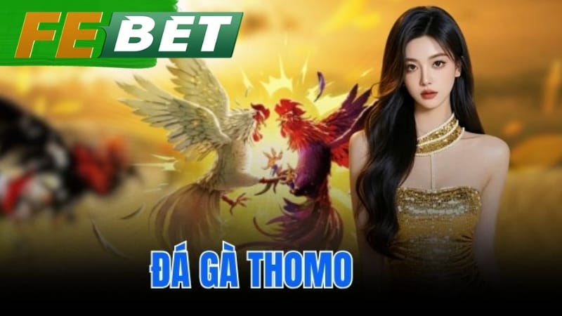Đá gà Thomo