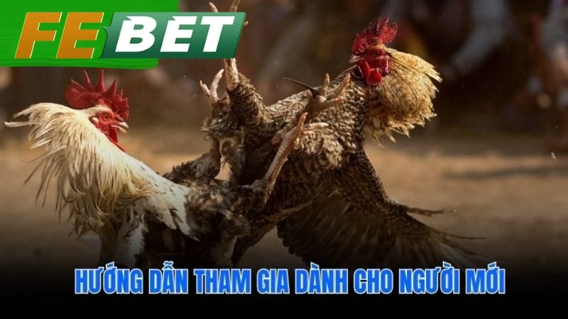 Các bước tham gia cược đá gà Thomo cho người mới
