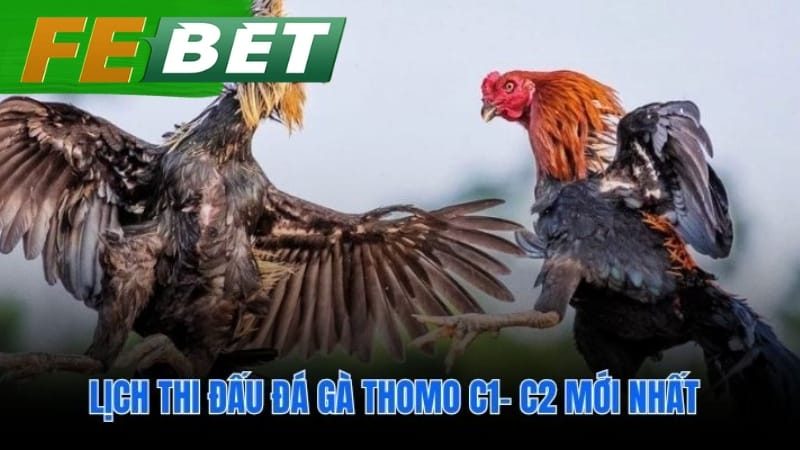 Cập nhật lịch đấu đá gà Thomo C1 và C2 hàng ngày