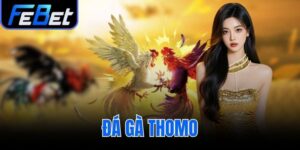 đá gà Thomo