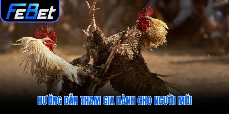 Các bước tham gia cược đá gà Thomo cho người mới