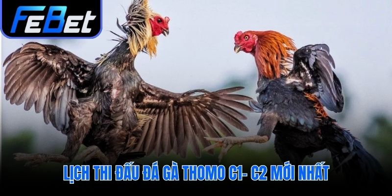Cập nhật lịch đấu đá gà Thomo C1 và C2 hàng ngày