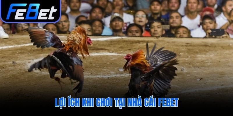 Uy tín trả thưởng nhanh và hoàn cược tại đá gà febet