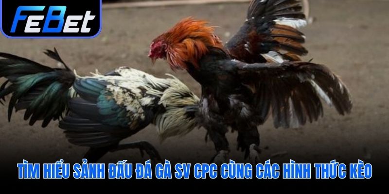 Đá gà SV CPC với hai hình thức cựa sắt và cựa dao