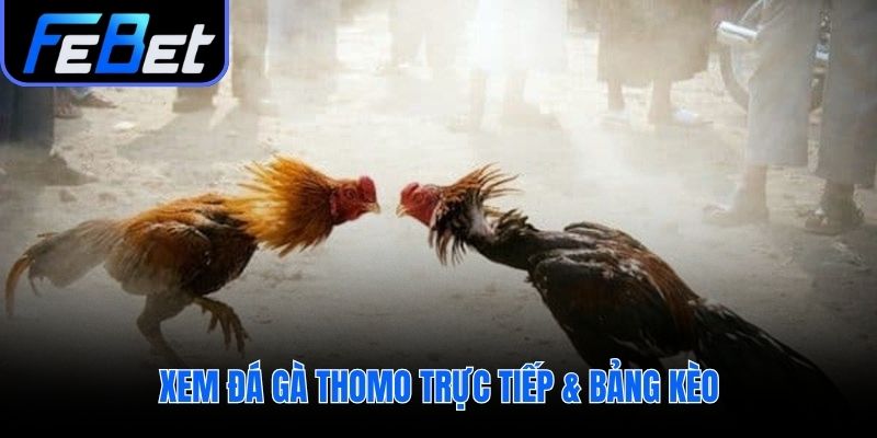 Hiểu các loại kèo cược phổ biến trong đá gà Thomo