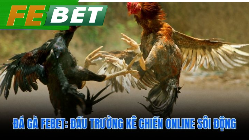 Đá gà febet đảm bảo kết quả khách quan từ trường đấu